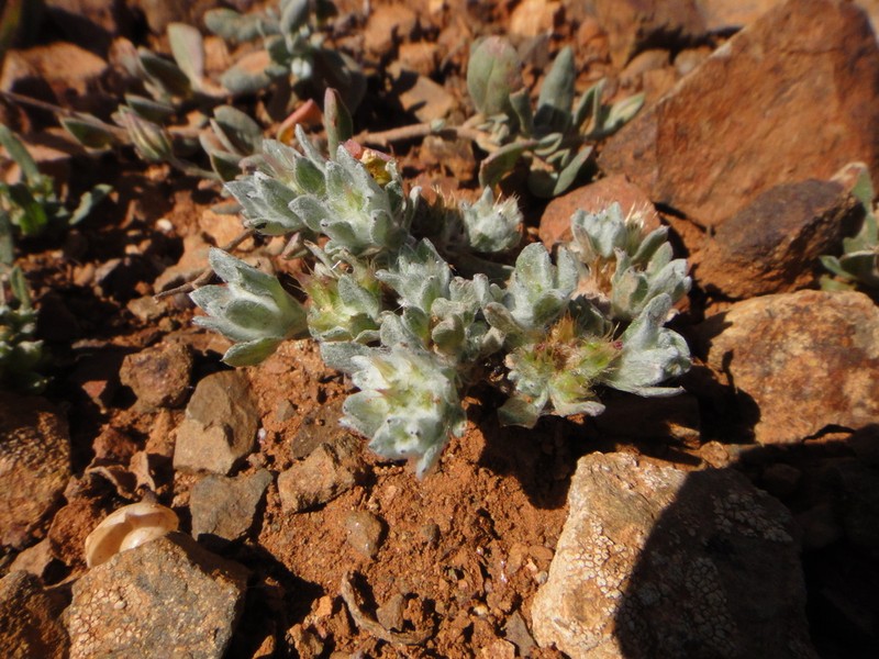 Filago desertorum photo 8