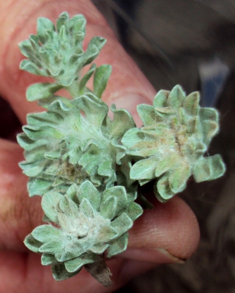 Filago discolor