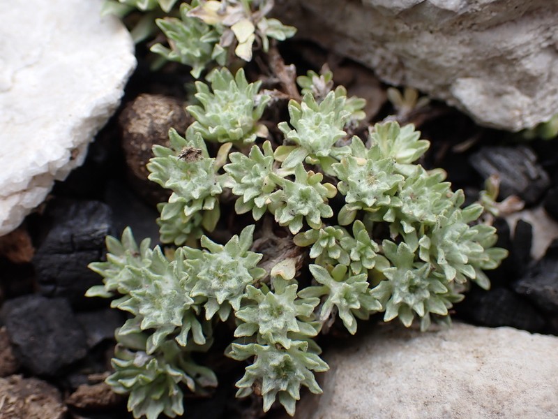 Filago discolor photo 2