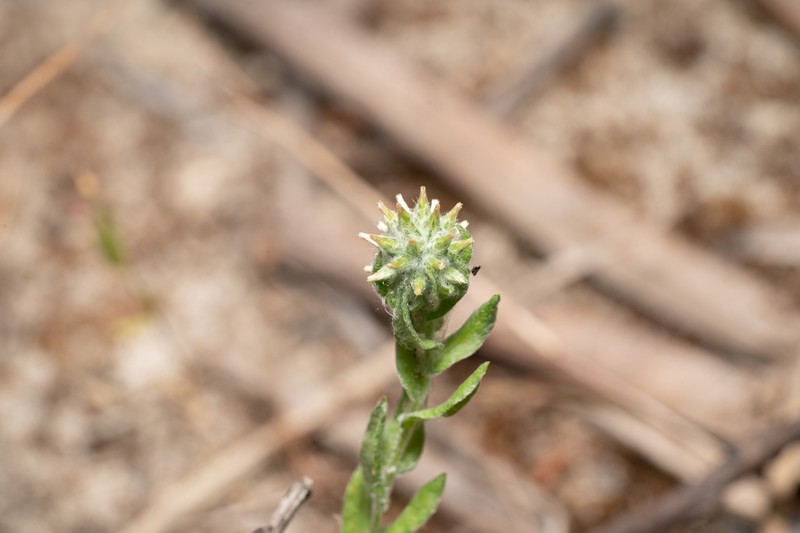 Filago eriocephala photo 2