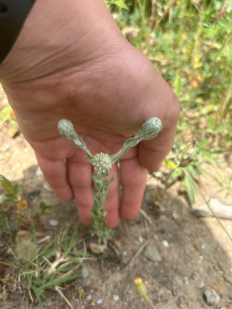 Filago eriocephala photo 3