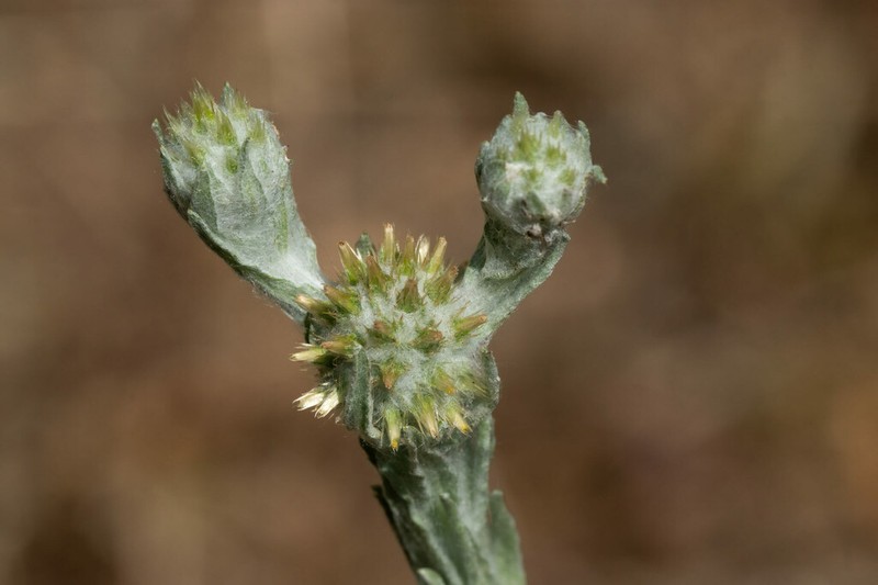 Filago eriocephala photo 5