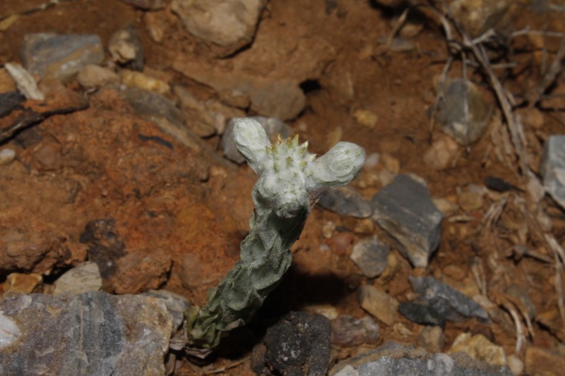 Filago eriocephala photo 6