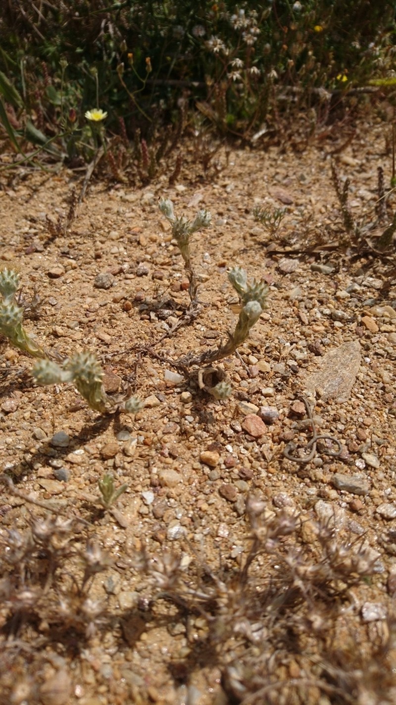 Filago eriocephala photo 8
