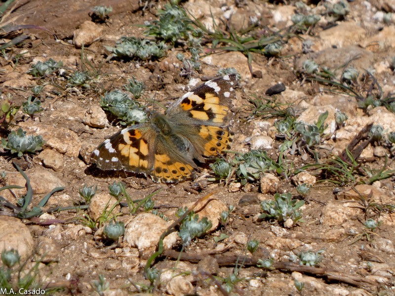 Filago eriosphaera