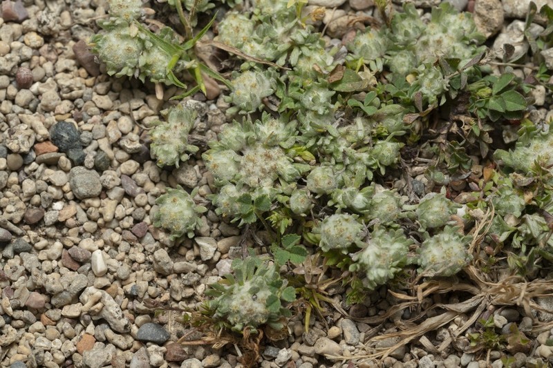 Filago eriosphaera photo 2