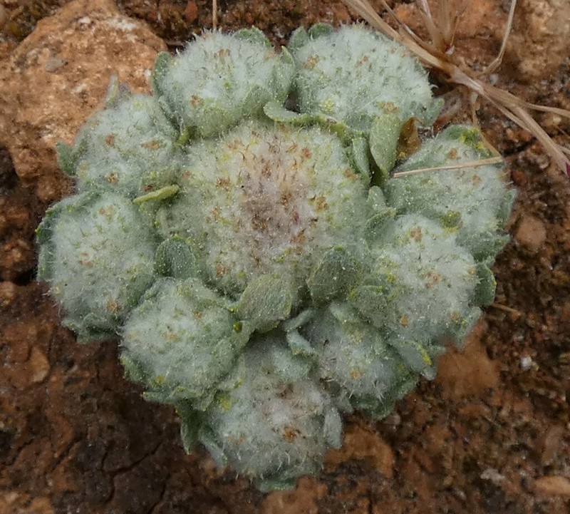 Filago eriosphaera photo 3