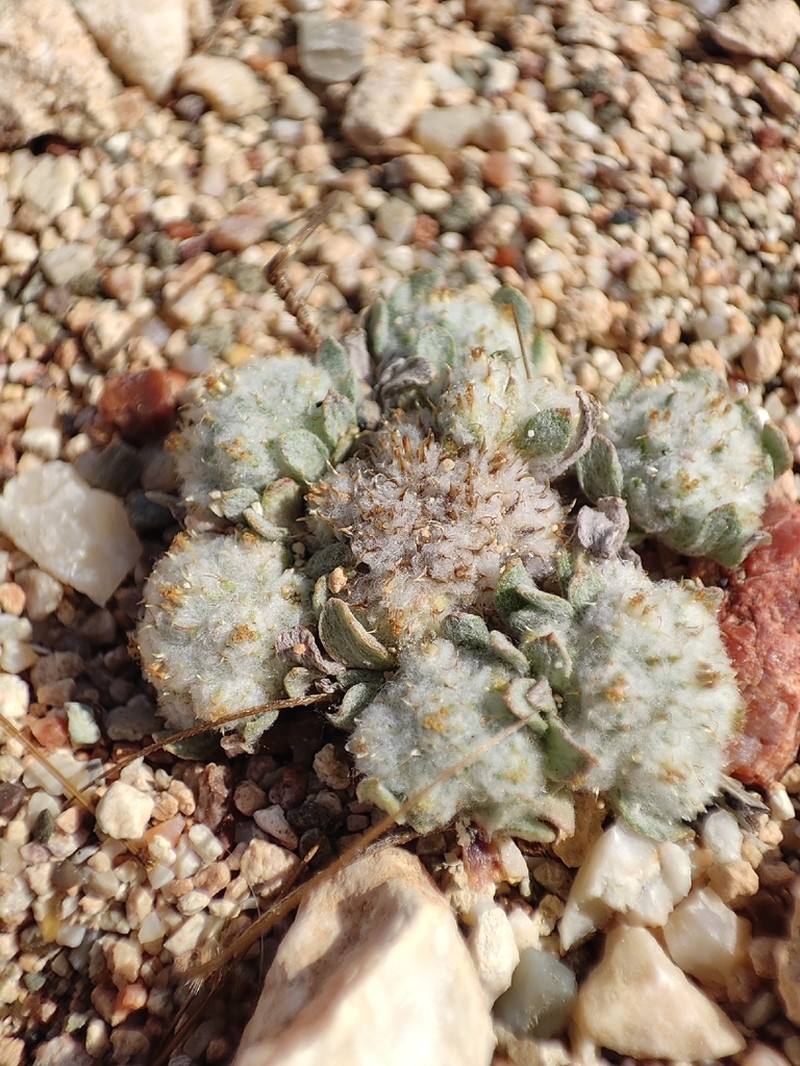 Filago eriosphaera photo 4