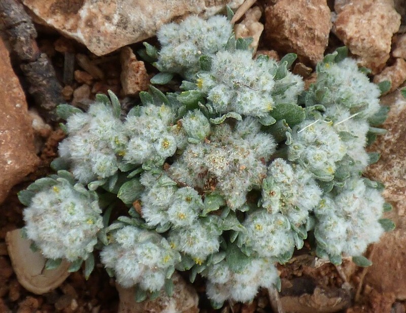Filago eriosphaera photo 6