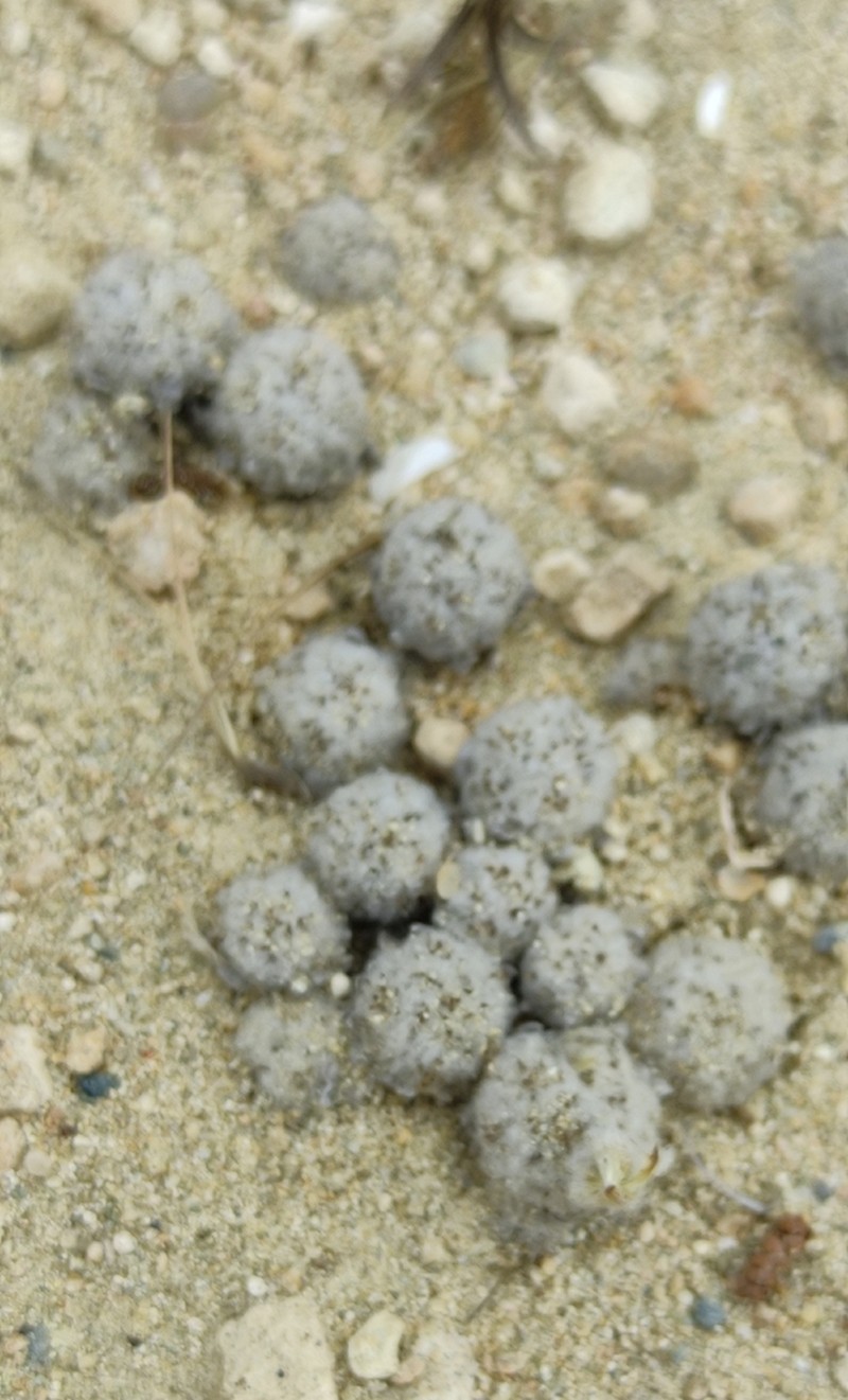 Filago eriosphaera photo 7