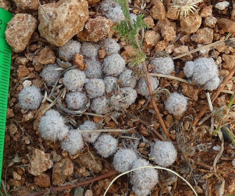 Filago eriosphaera photo 8