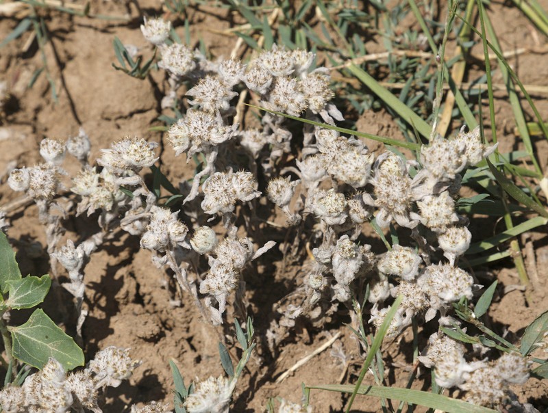 Filago filaginoides