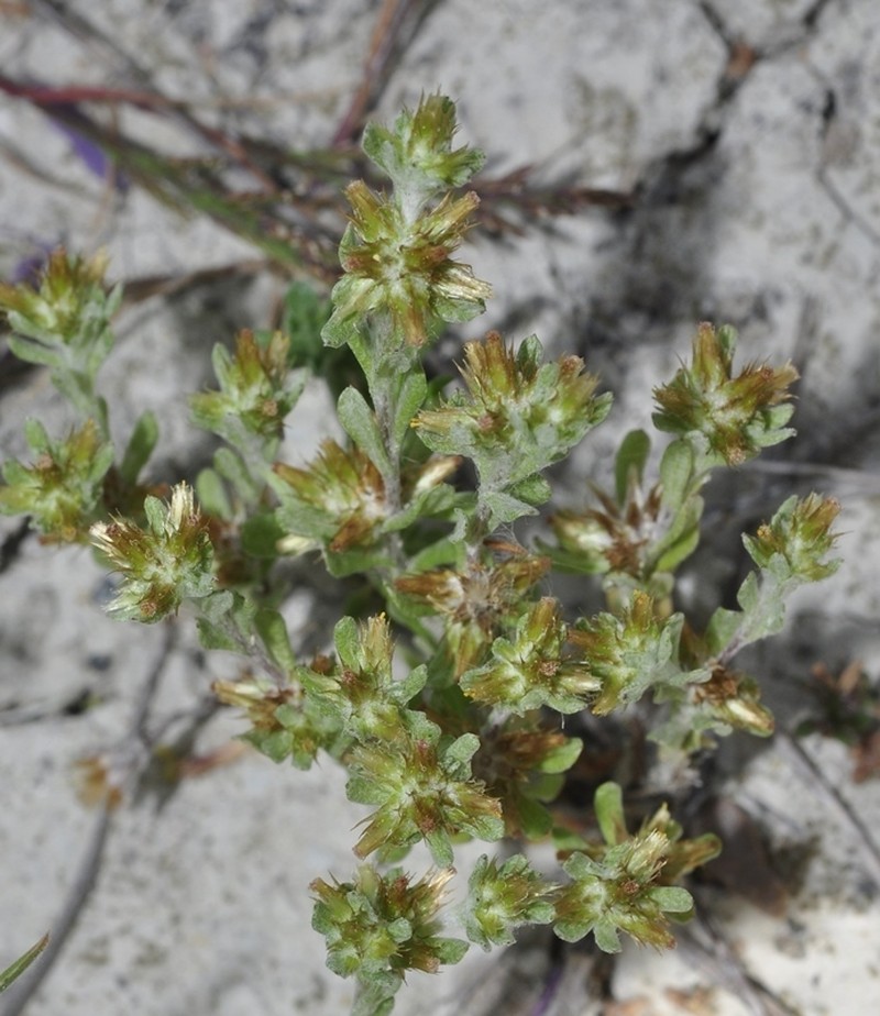 Filago fuscescens photo 2