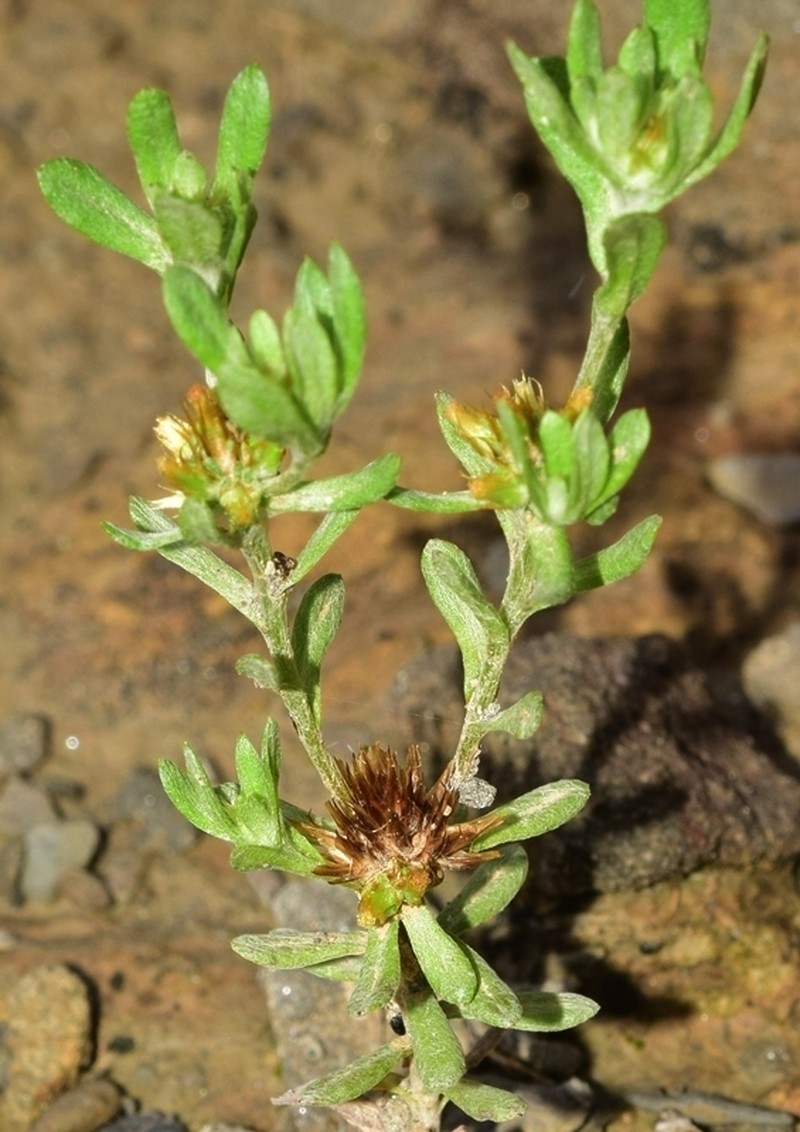 Filago fuscescens photo 3