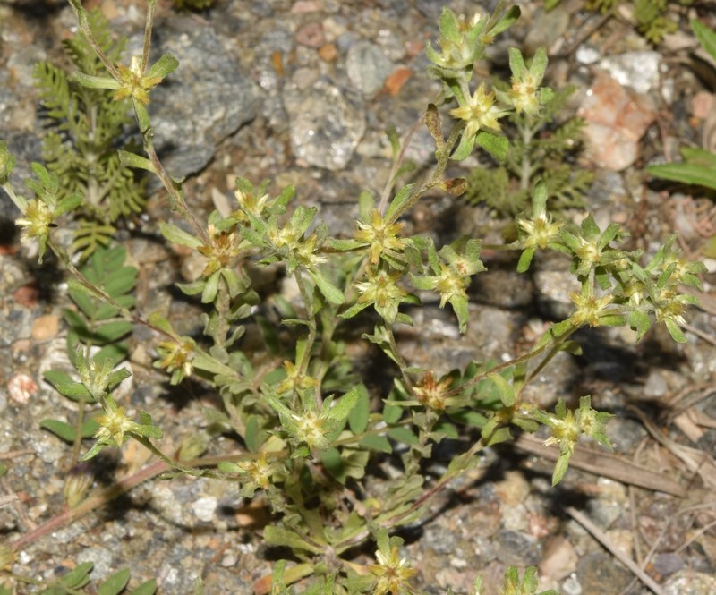 Filago fuscescens photo 5