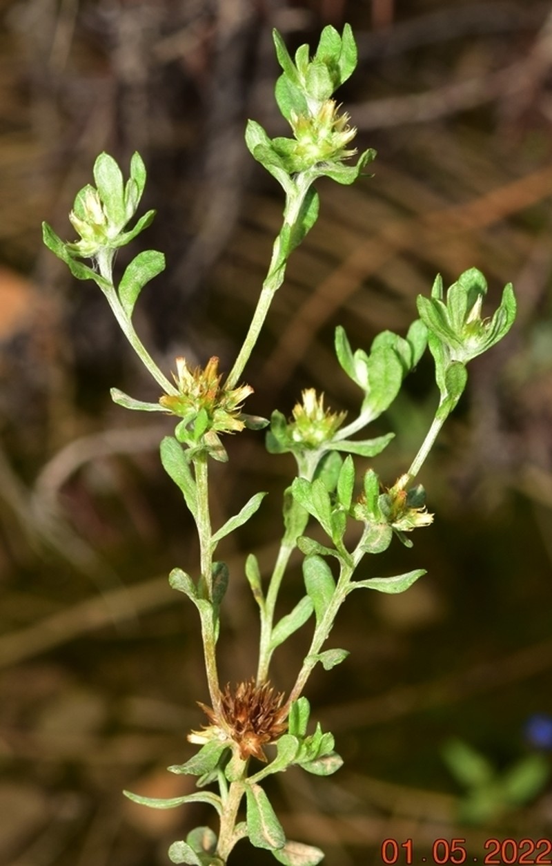 Filago fuscescens photo 6