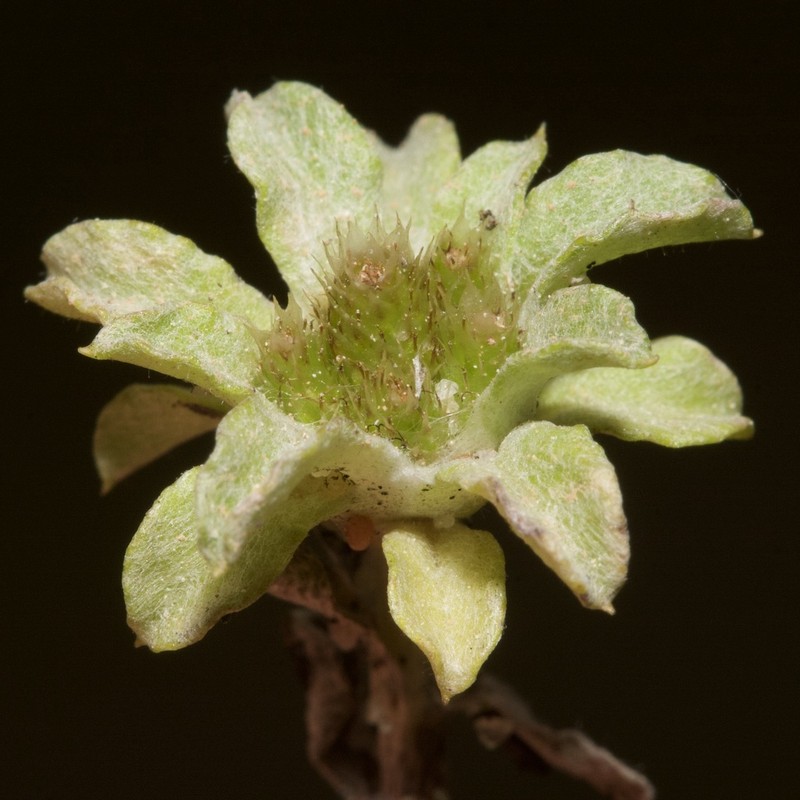 Filago gaditana photo 6