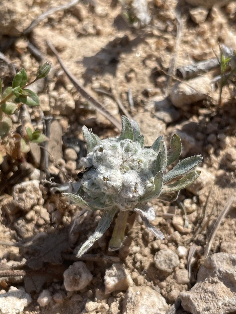 Filago griffithii photo 3