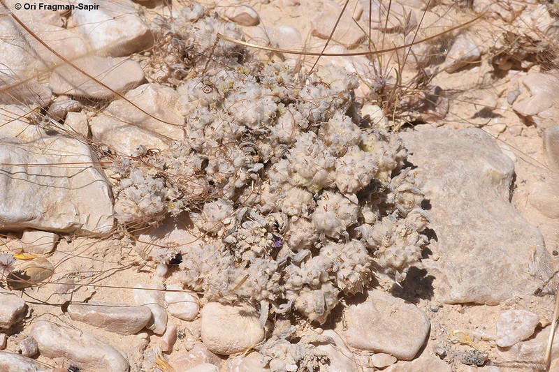 Filago griffithii photo 6