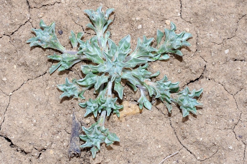 Filago hispanica
