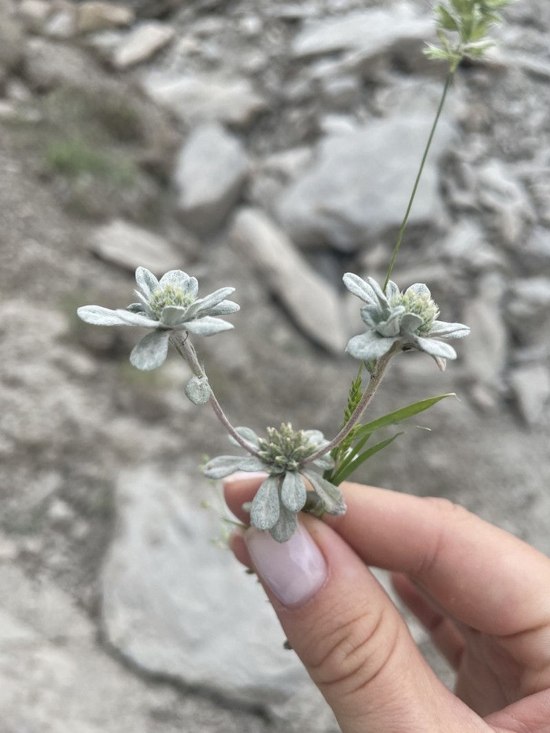 Filago hurdwarica photo 2