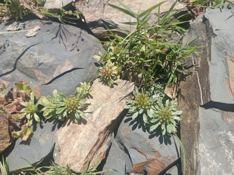 Filago hurdwarica photo 3