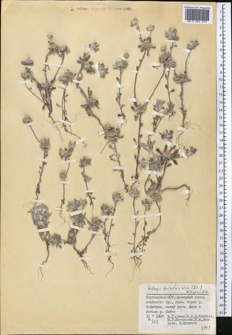 Filago hurdwarica photo 4