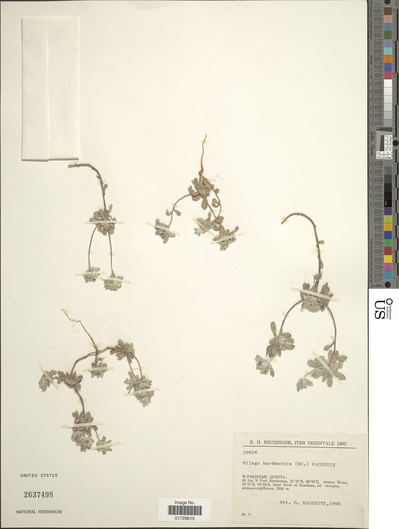 Filago hurdwarica photo 5