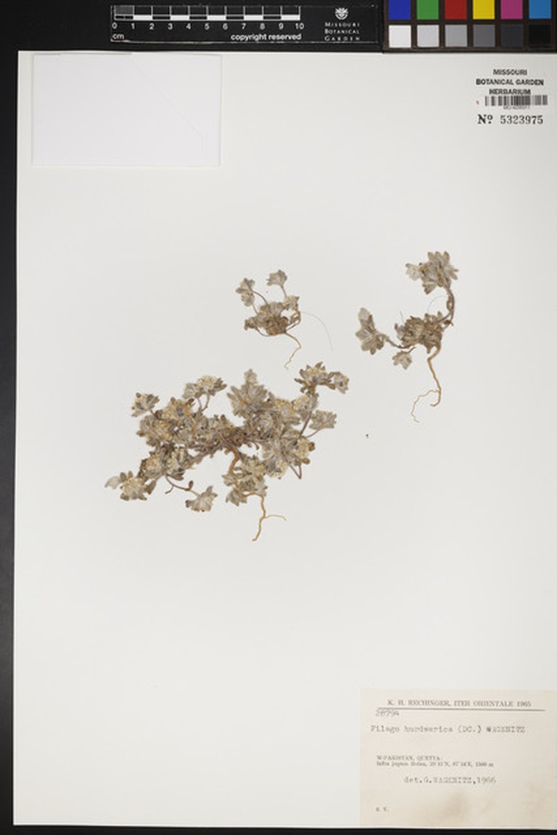 Filago hurdwarica photo 6