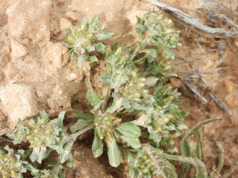 Filago inexpectata photo 2