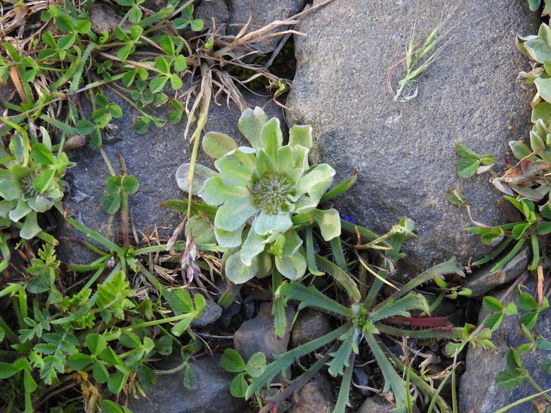 Filago lusitanica