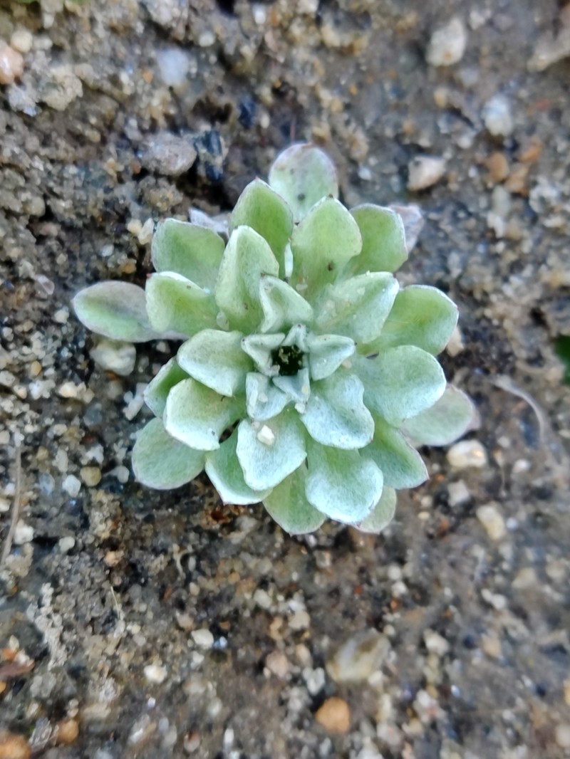 Filago lusitanica photo 2