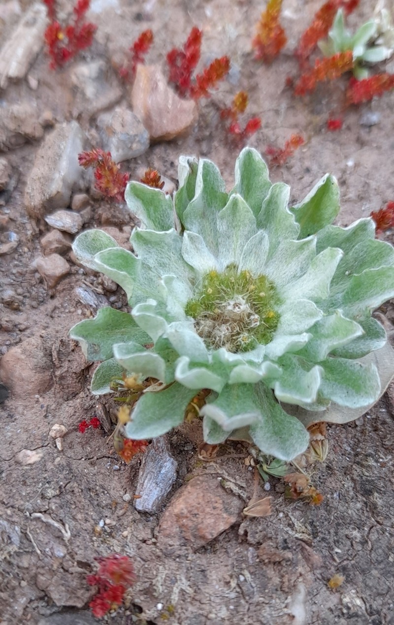 Filago lusitanica photo 3