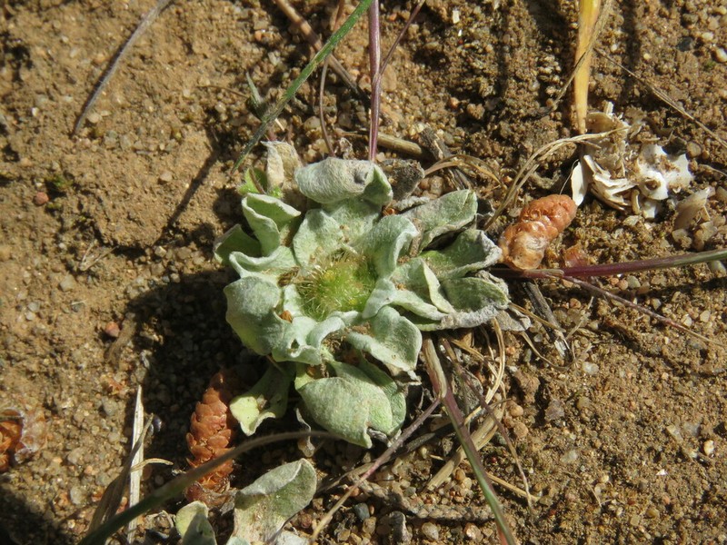 Filago lusitanica photo 4