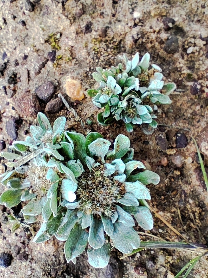 Filago lusitanica photo 5