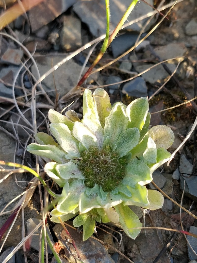 Filago lusitanica photo 6