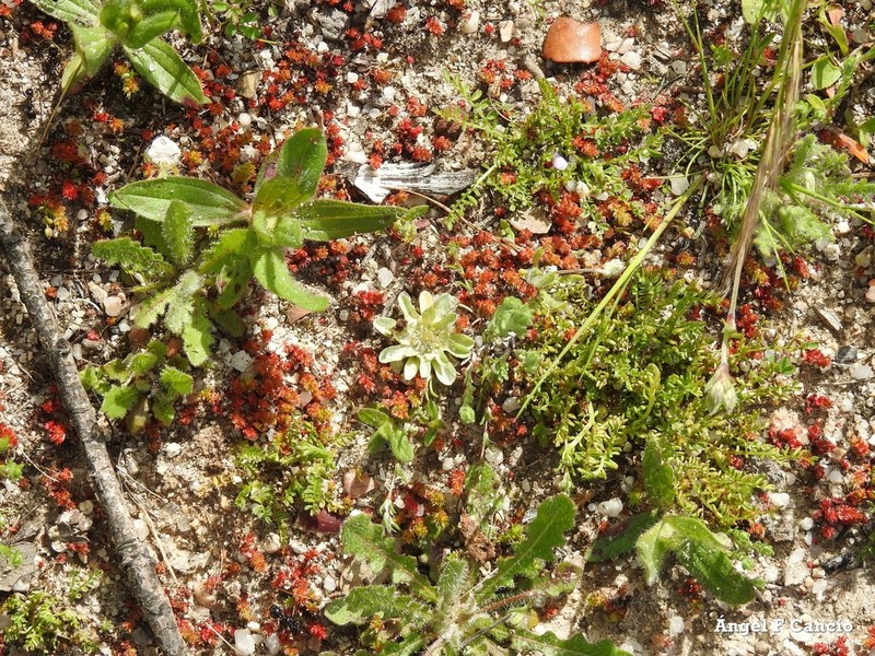 Filago lusitanica photo 7