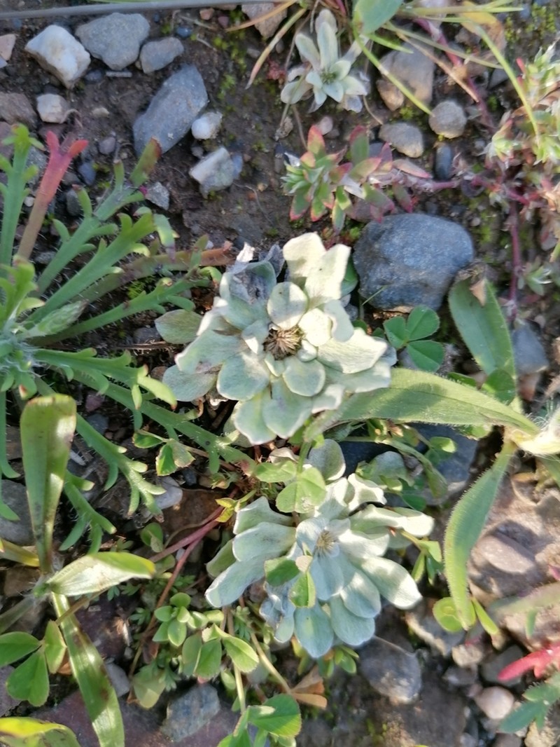 Filago lusitanica photo 8