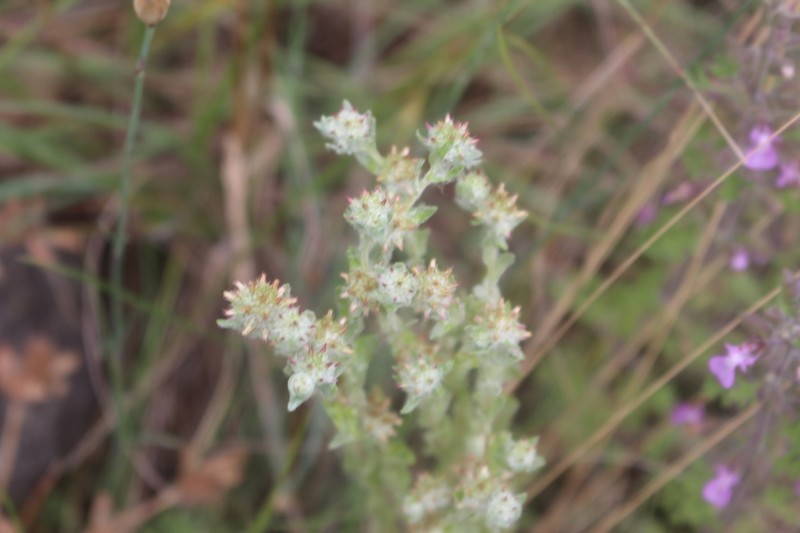 Filago lutescens photo 2