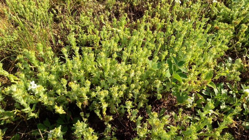 Filago lutescens photo 3
