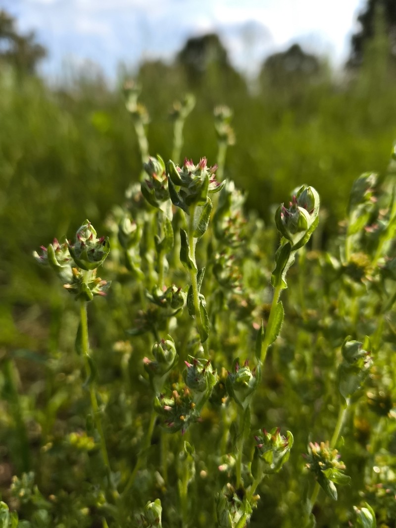 Filago lutescens photo 4
