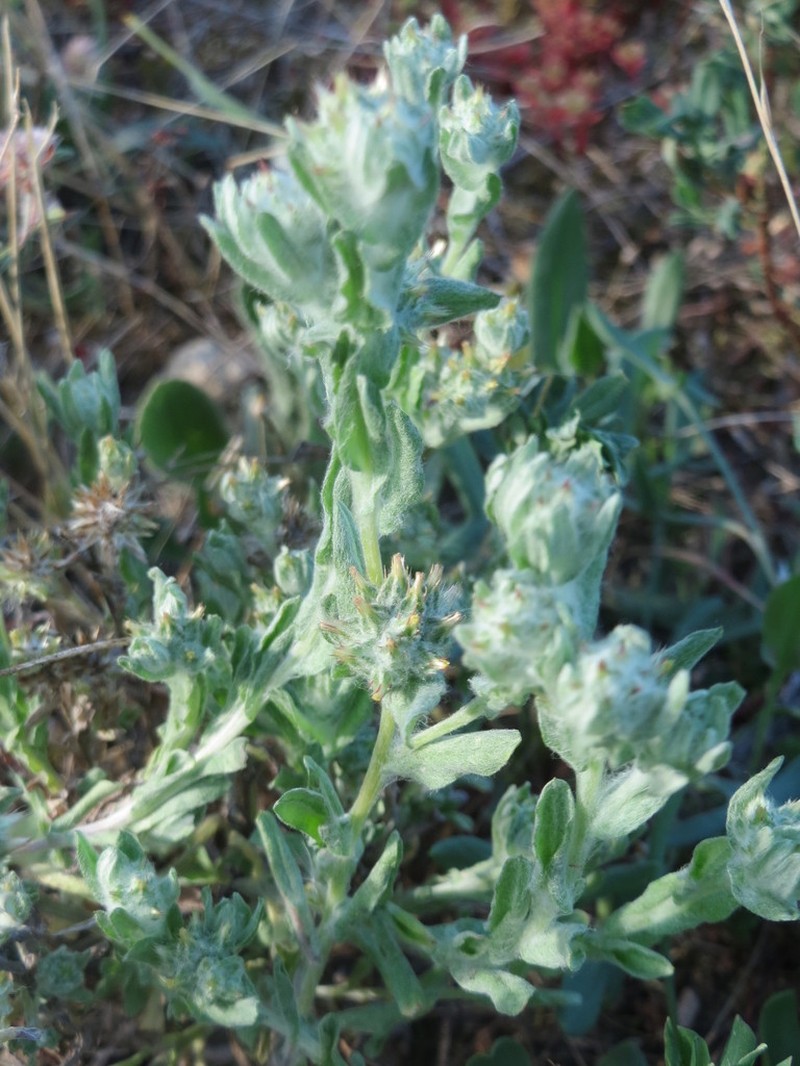 Filago lutescens photo 5
