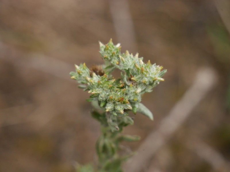 Filago lutescens photo 6