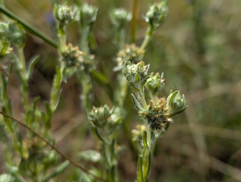 Filago lutescens photo 7
