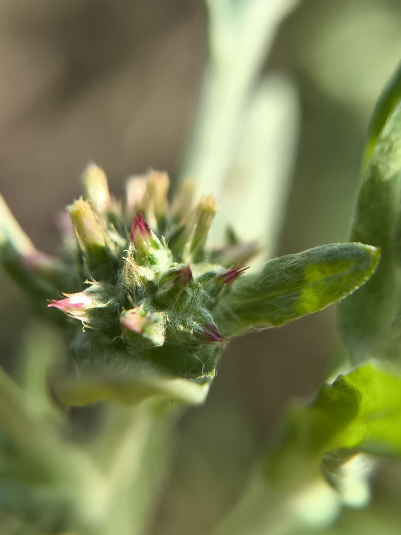 Filago lutescens photo 8