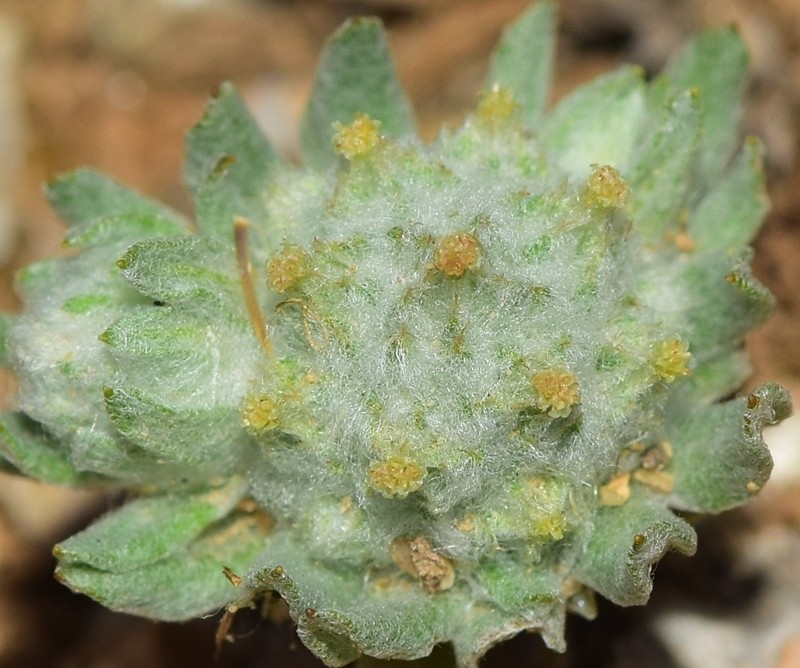 Filago micropodioides