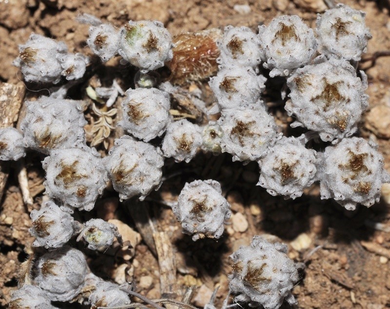 Filago micropodioides photo 2