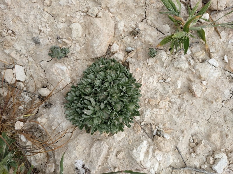 Filago palaestina photo 5
