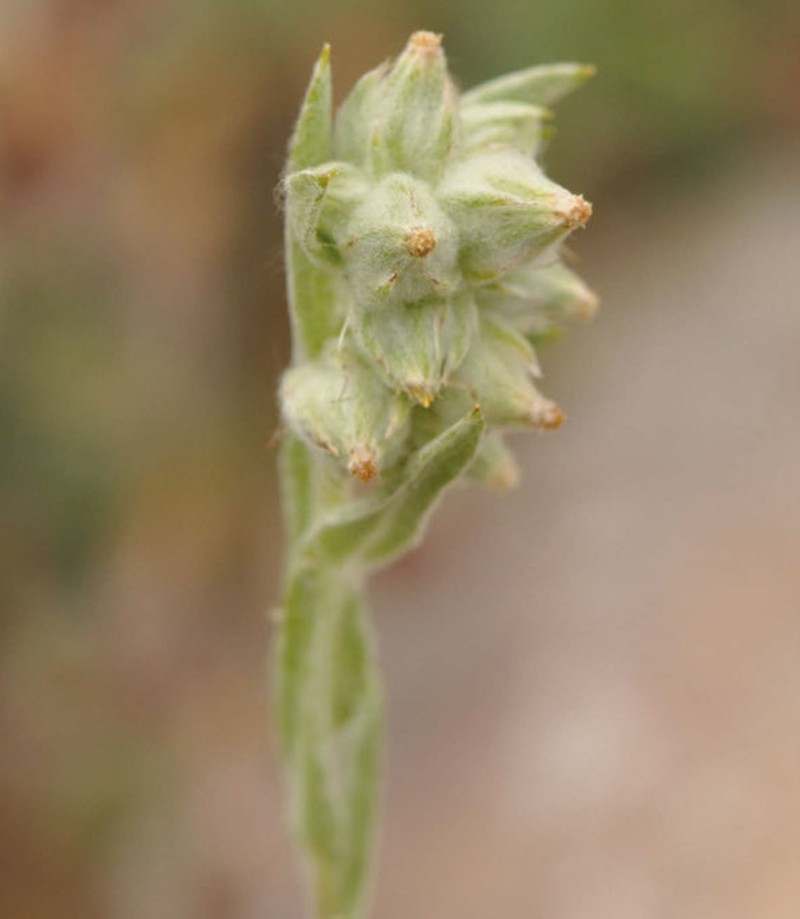 Filago paradoxa