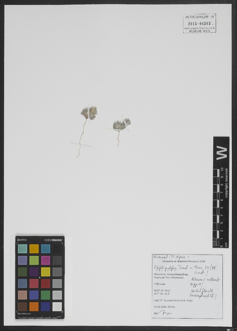 Filago prolifera photo 2